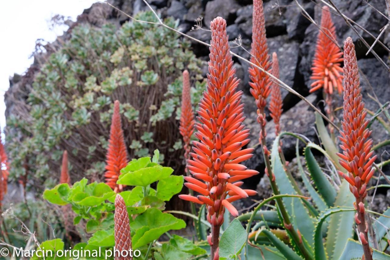 Tenerife Lizards - Duplex In The First Line Callao Salvaje Dış mekan fotoğraf